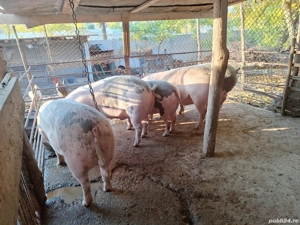 porci de rasa