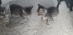 Donez pui pisica - imagine 5