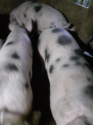 Vând porci de țară! Se pot arvoni pentru sărbatori! - imagine 5