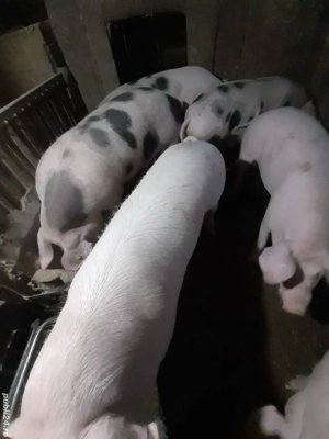 Vând porci de țară! Se pot arvoni pentru sărbatori! - imagine 3