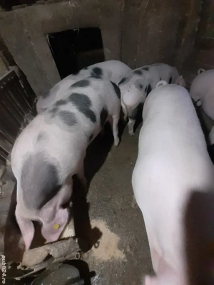 Vând porci de țară! Se pot arvoni pentru sărbatori! - imagine 4