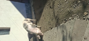 Vind porci pentru sacrificat tel   - imagine 4