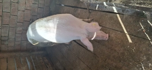 Vind porci pentru sacrificat