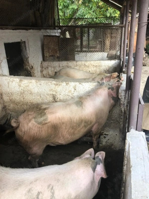 Porci de vânzare