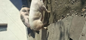 Vind porci pentru sacrificat tel   - imagine 5