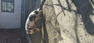 Vind porci pentru sacrificat tel   - imagine 3