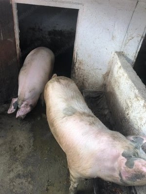 Porci de vânzare - imagine 4
