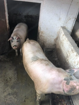 Porci de vânzare - imagine 2