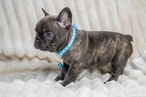 Bulldog Francez - Black - posibilitate transport - buldog francez  - imagine 5
