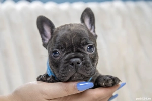 Bulldog Francez - Black - posibilitate transport - buldog francez  - imagine 4