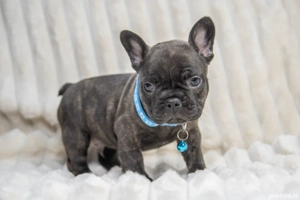 Bulldog Francez - Black - posibilitate transport - buldog francez  - imagine 3