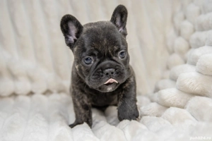 Bulldog Francez - Black - posibilitate transport - buldog francez  - imagine 2