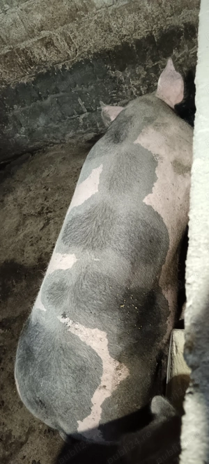 Porci carne +- 180 kg  - imagine 3