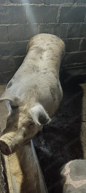 Porci carne +- 180 kg  - imagine 2