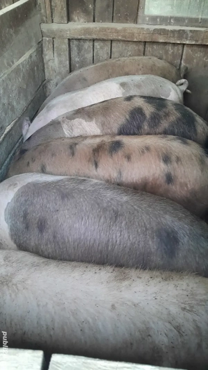 Porci 120 - 150 kg