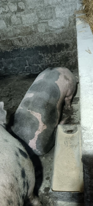 Porci carne +- 180 kg  - imagine 5