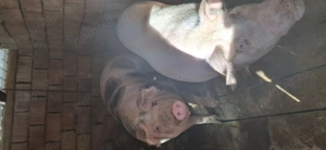 Vind porci pentru sacrificat tel   - imagine 2