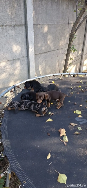 Teckel talie toy - imagine 4