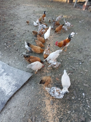 Vand iopani - imagine 2