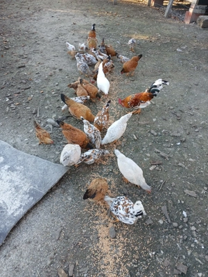 Vand iopani - imagine 4