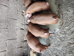 purcei duroc - imagine 2