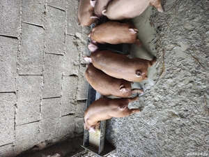 purcei duroc - imagine 3