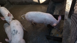 Vand purcei landrace - imagine 2