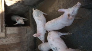 Vand purcei landrace