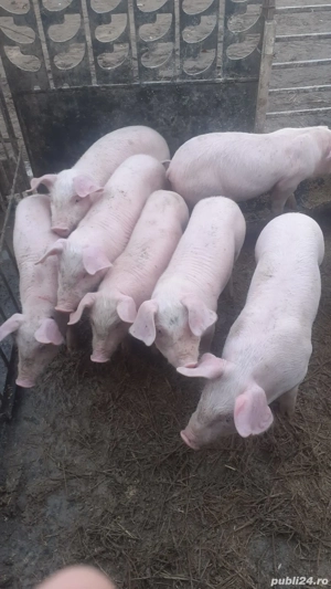 Purcei Landras montă artificială 7 săptămâni foarte mâncaciosi si frumosi