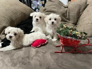 Ultima fetita !!!! - Bichon maltez