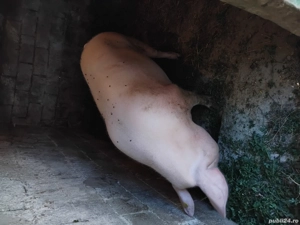 porcii de vanzare  - imagine 3