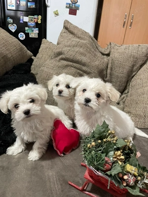 Ultima fetita !!!! - Bichon maltez - imagine 2