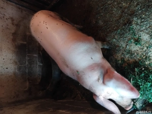 porcii de vanzare  - imagine 4