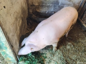 porcii de vanzare  - imagine 2