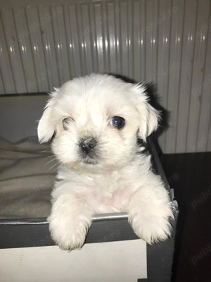 Ultima fetita !!!! - Bichon maltez - imagine 5