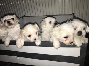 Ultima fetita !!!! - Bichon maltez - imagine 4