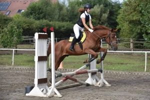 Cal bun de vânzare  - imagine 2