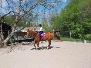 Cal bun de vânzare  - imagine 4