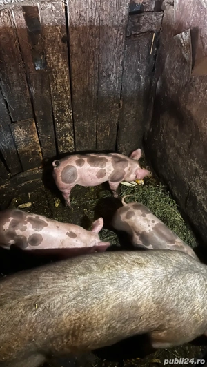 Vând purcei   - imagine 2