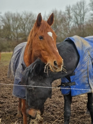 Cal bun de vânzare  - imagine 5