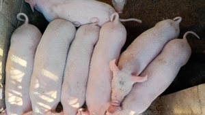 Purcei rasa Marele Alb - imagine 2