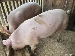 Porci de vânzare.