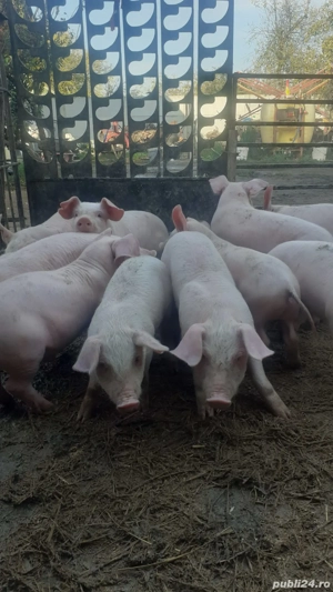 Purcei Landras montă artificială 8săptămâni foarte mâncaciosi si frumosi - imagine 3