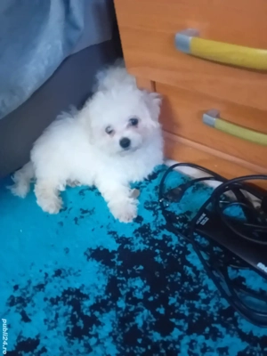 Bichon maltez mini toy 