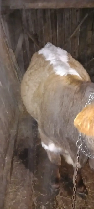 Vand vitea de 1 an si 6 luni 