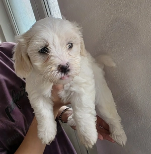 Vând pui Bichon Maltez - imagine 3