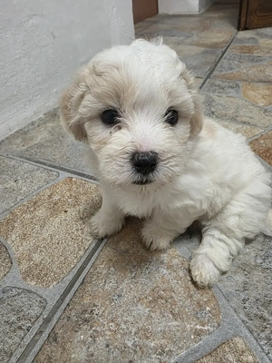 Vând pui Bichon Maltez - imagine 4