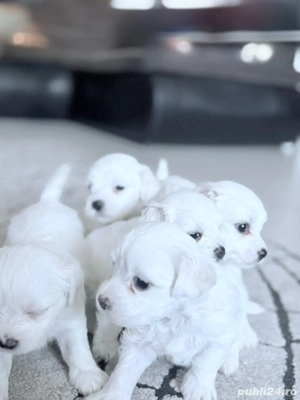  Atenție  Risc major de îndrăgostire la prima vedere    Puiuții mei de își caută o familie iubitoare - imagine 2