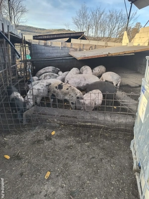 Vand porci - imagine 2