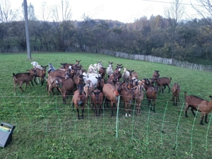 Vând capre(carpatine,metis,alpine,abglonubiane? - imagine 2